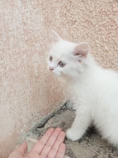 Kitten for Sale