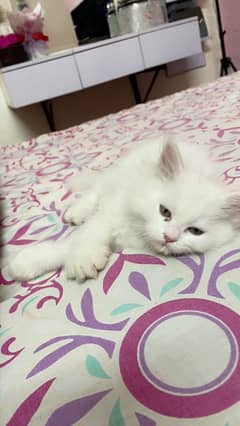 Kitten