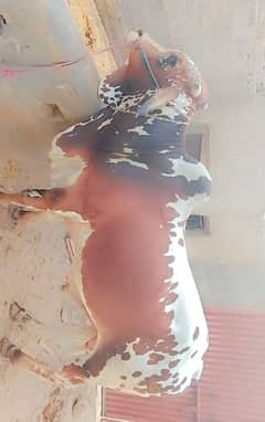 Bull