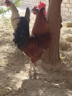 eggs laying hen