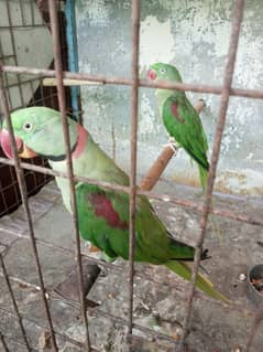 phari