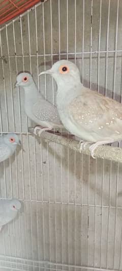dove breeder pair
