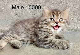 Persian kittens for sale