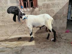 Qurbani