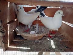 Pigeon
