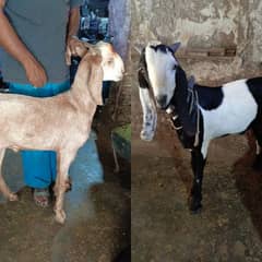 2 desi bakra 2 dant jori khasi