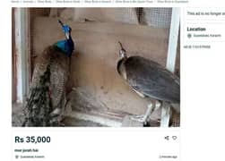 Blue Shoulder peacock pair /moor/peacock for sale