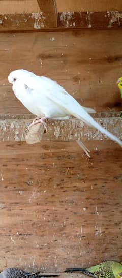 Under size red eye exhibition budgie healthy female available