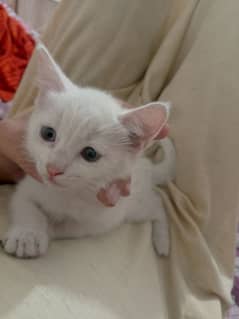 Persian kittens