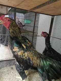 high quality birds for sale