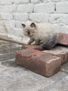 Persian kitten triple coated