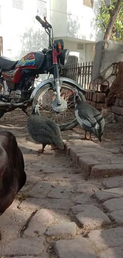Chakor Hens Male & Female urgent sale