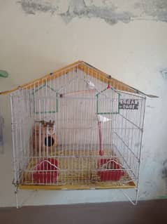 finches char aadat