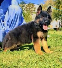 German shepherd puppies long coat my WhatsApp number 03001868066