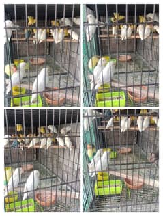 *Love Bird's healthy and active Pairs*for sale