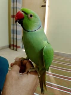 Talking parrot