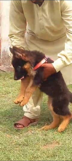 German shepherd puppies long coat my WhatsApp number 03001868066