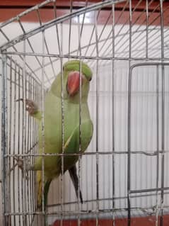 ringneck taking parrot