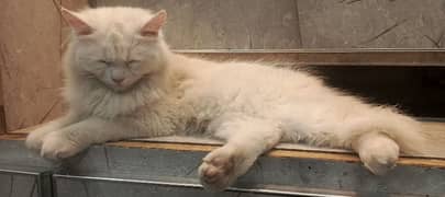 female cat for selling