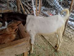 bakrha