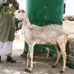Qurbani2025 , 6 dant