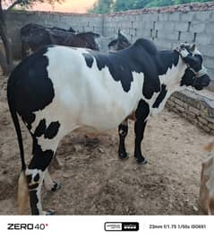 Qurbani K Janwar | Buffalo | Bull | Cow | Gay | Bachra | بچرا | Sale