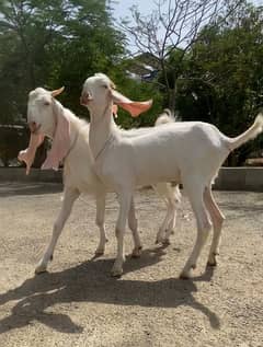 do dant gulabi rajanpuri jori