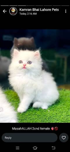 Persian Kittens