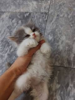 Persian Four kitten available for sale
