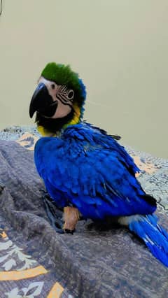blue