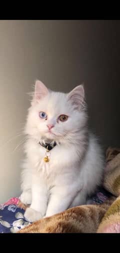 Persian cat