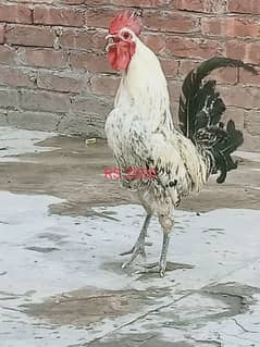 Aseel mianwali