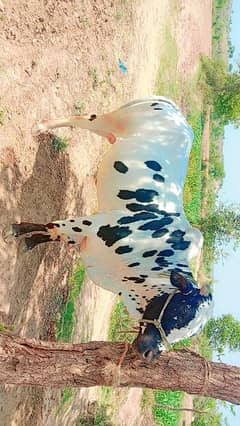Qurbani Animal