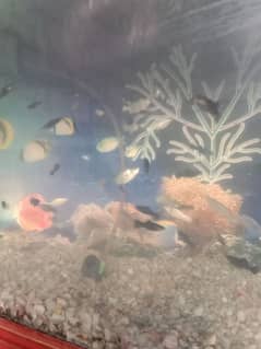 Fishes For Sale