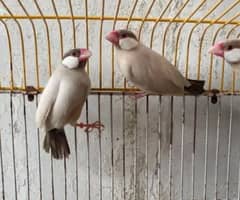 fawn java breeder pair