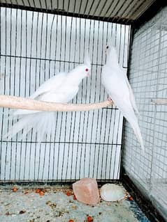 Eno red eyes Pairs