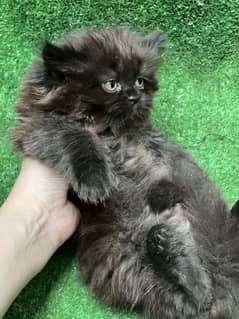Black female persian kitten triple coated
