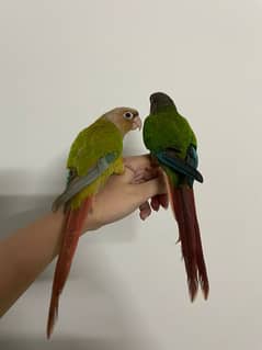 HAND TAMED PAIR OF CONURES