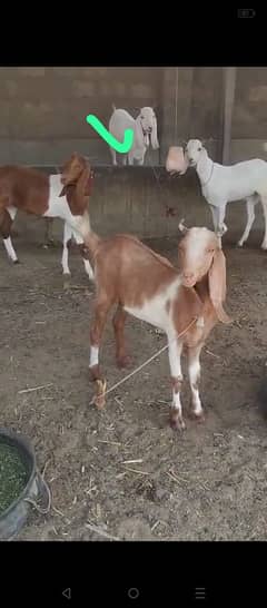 KHOOBSOORAT 2 dant khassi bakre