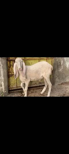 pure larkana