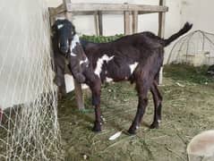 bakra
