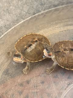 Turtle