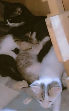 kitten