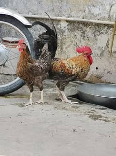 Desi Hen, Cock Pair