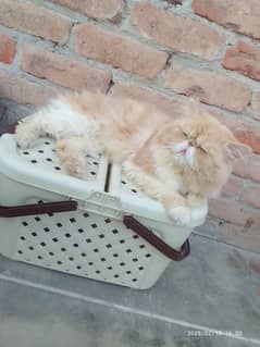 Persian