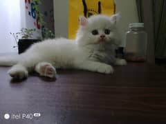 Persian kitten