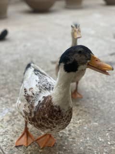 Duck pair. Imported Australian duck. Egg laying. Breeder