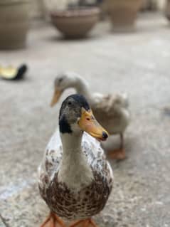 Duck pair. Imported Australian duck. Egg laying. Breeder