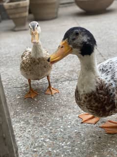 Duck