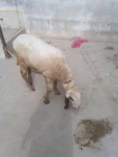 qurbani dumba for sale